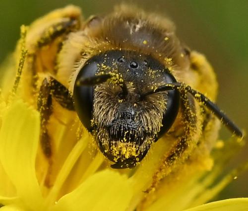 Réf. 339 237 : Halictus (cochlearitarsis-fulvipes)